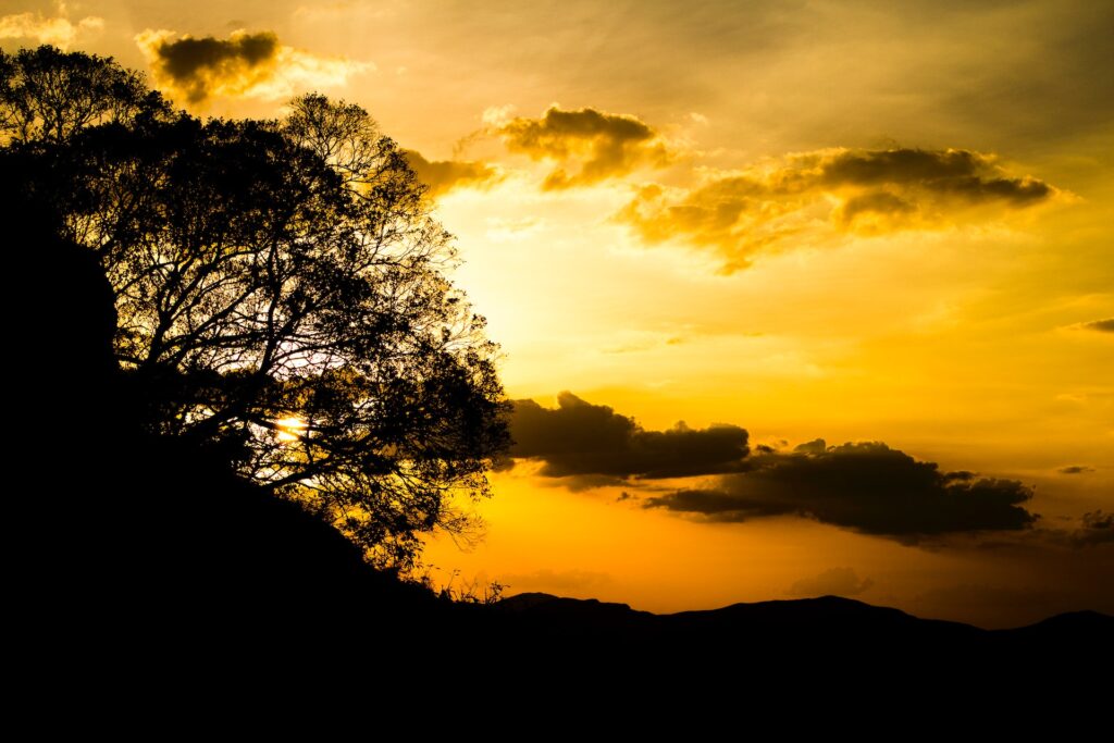 silhouette of tree under orange sunset